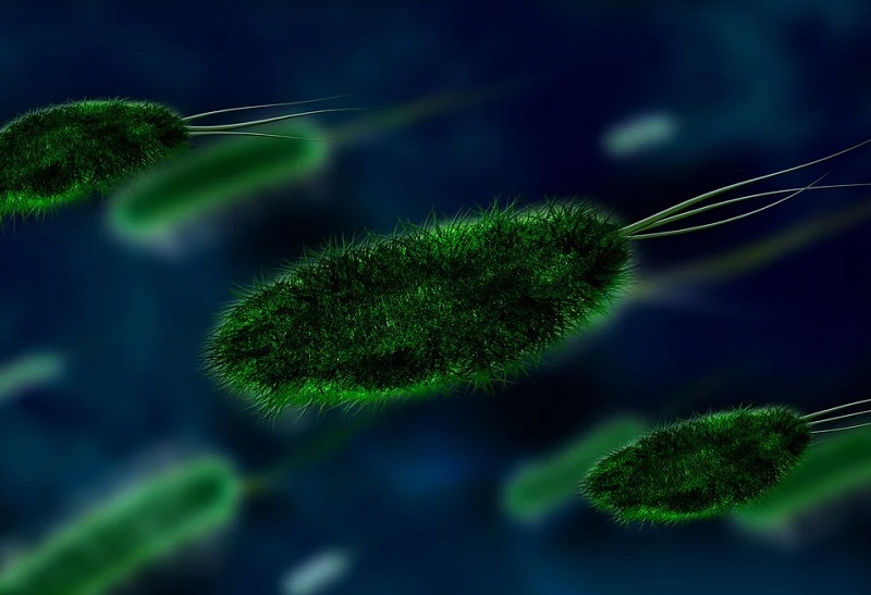 Интересные факты о бактериях