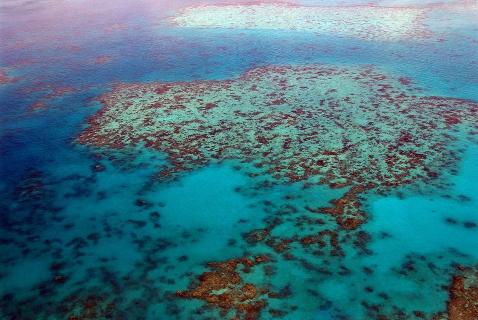 Интересные факты о Большом Барьерном рифе