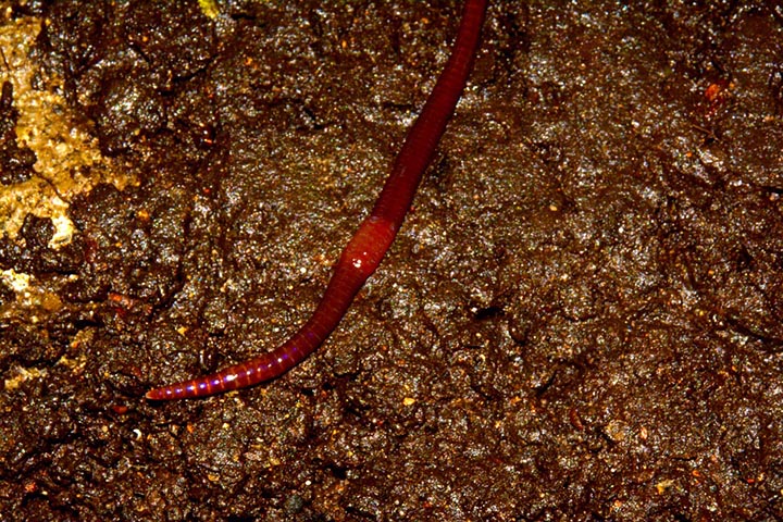 Интересные факты о дождевых червях