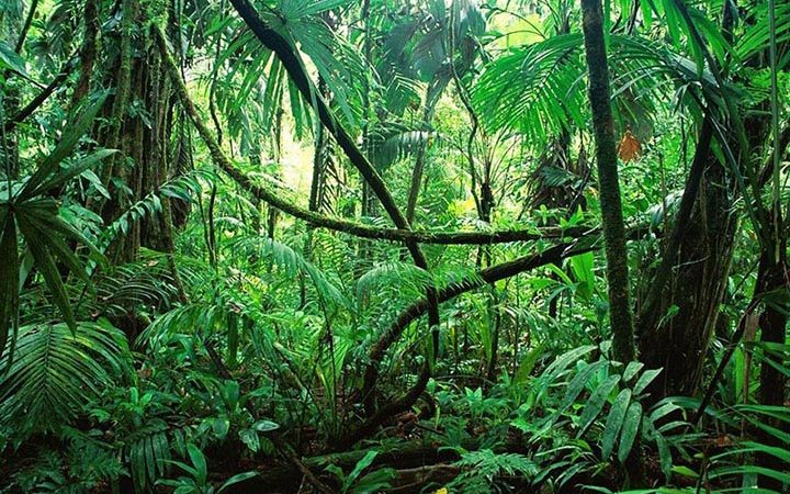 Интересные факты о джунглях