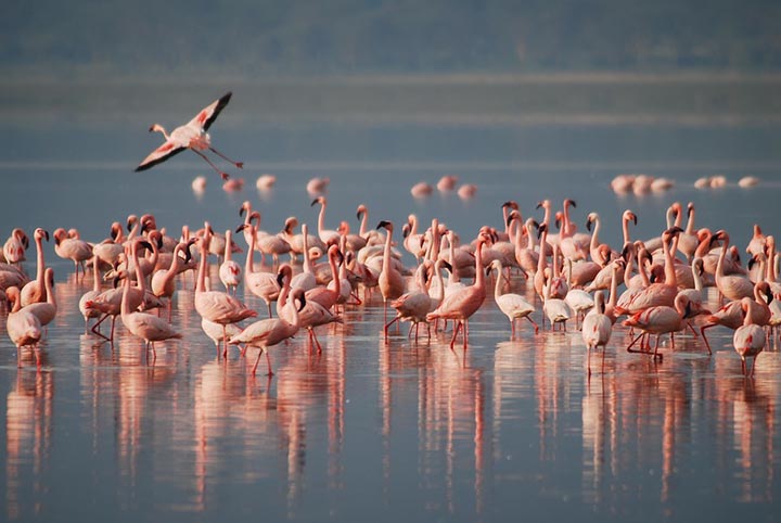 Интересные факты о фламинго
