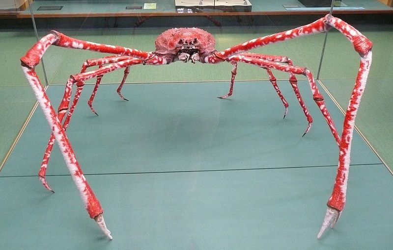 Интересные факты о японском крабе-пауке