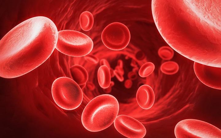 Интересные факты о кровеносной системе