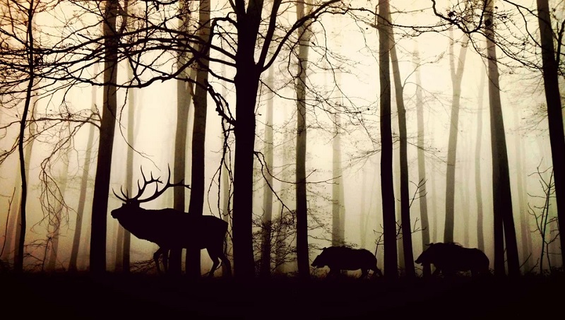 Интересные факты о лесных животных