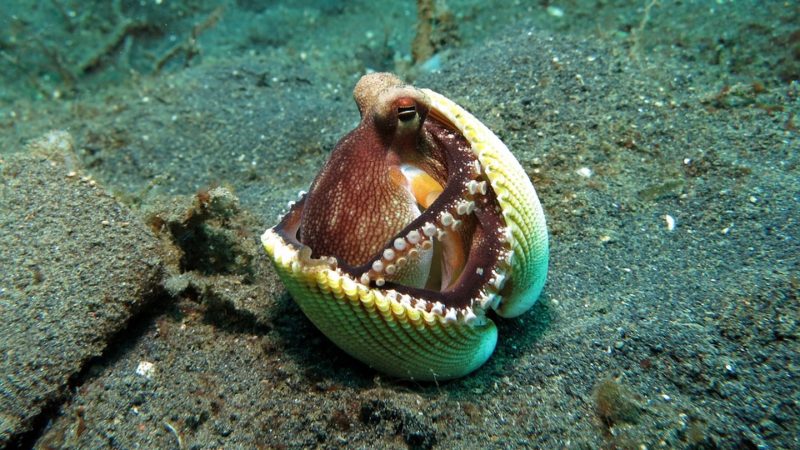 Интересные факты о моллюсках