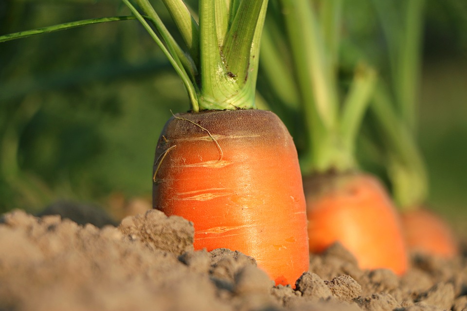 Интересные факты о моркови