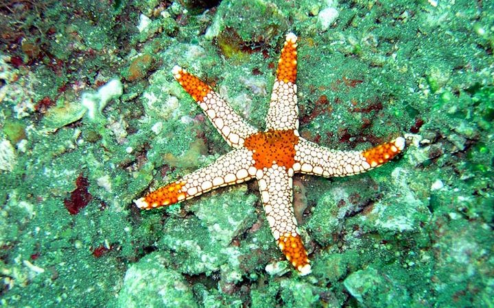 Интересные факты о морских звёздах