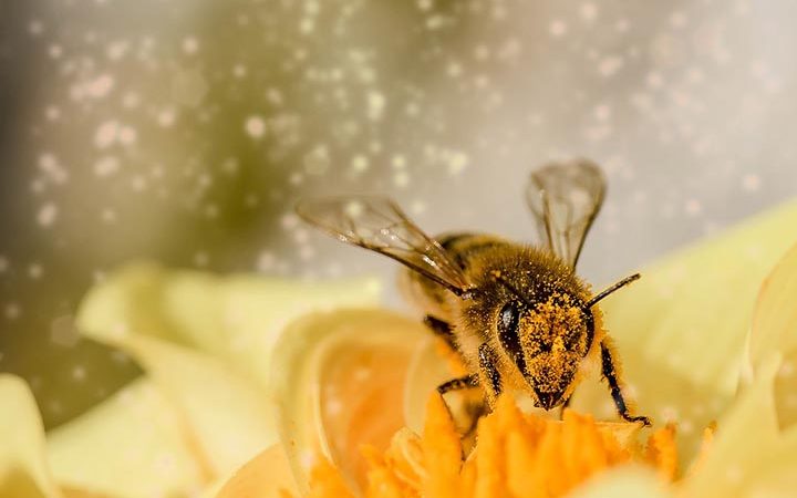 Интересные факты о пчёлах