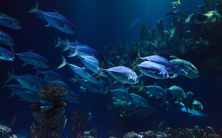 Интересные факты о подводном мире