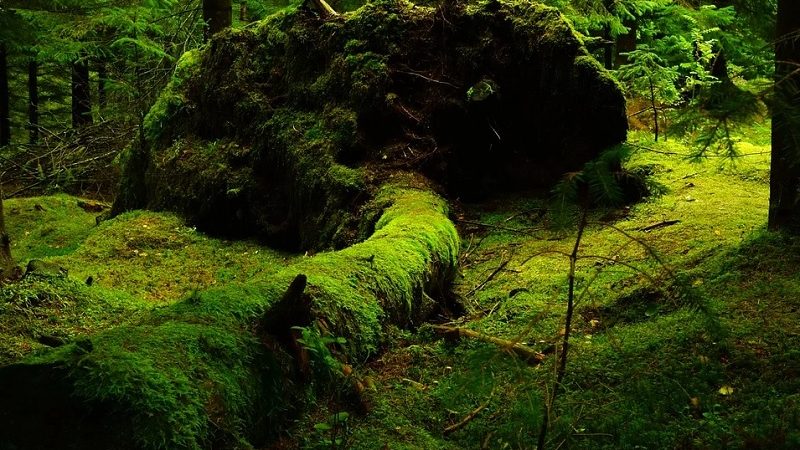 Интересные факты о растениях лесных зон