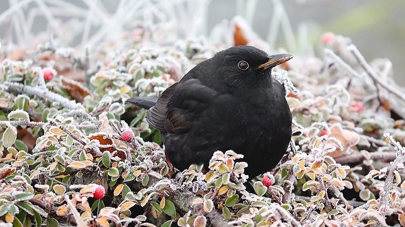 Интересные факты о зимующих птицах