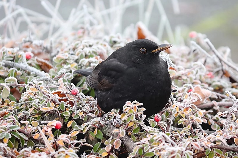 Интересные факты о зимующих птицах