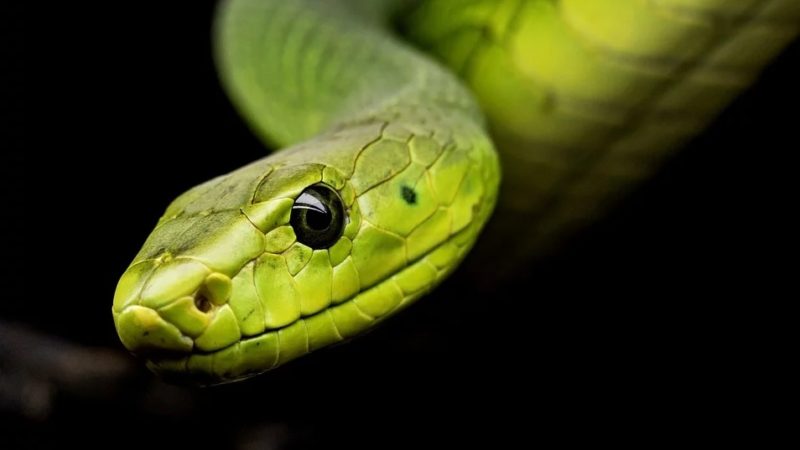 Интересные факты о змеях