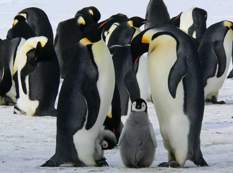 Интересные факты об императорском пингвине